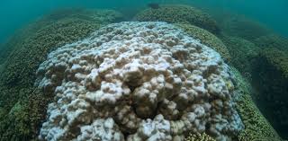 king88bet alternatif